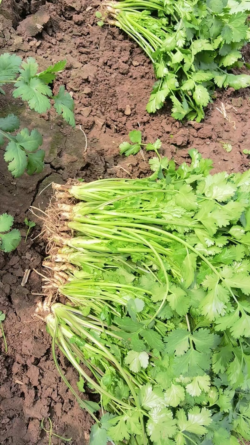 精品香菜打捆打泡沫箱净菜加工欢迎来电洽谈合作