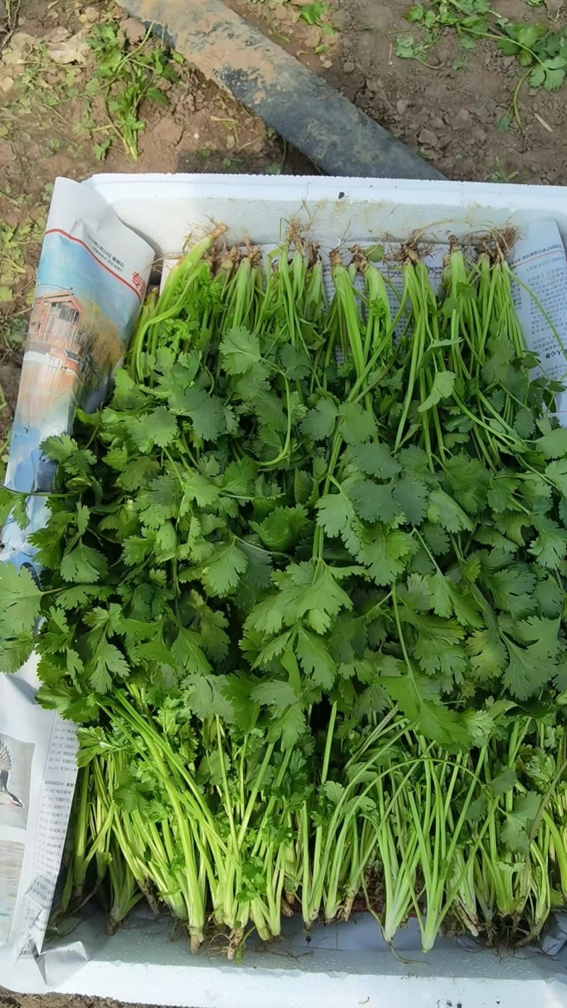 精品香菜打捆打泡沫箱净菜加工欢迎来电洽谈合作
