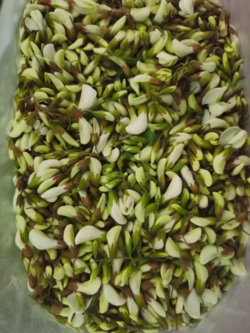 新鲜槐花端午节供应/一手货源品质保证/量大从优全国发货