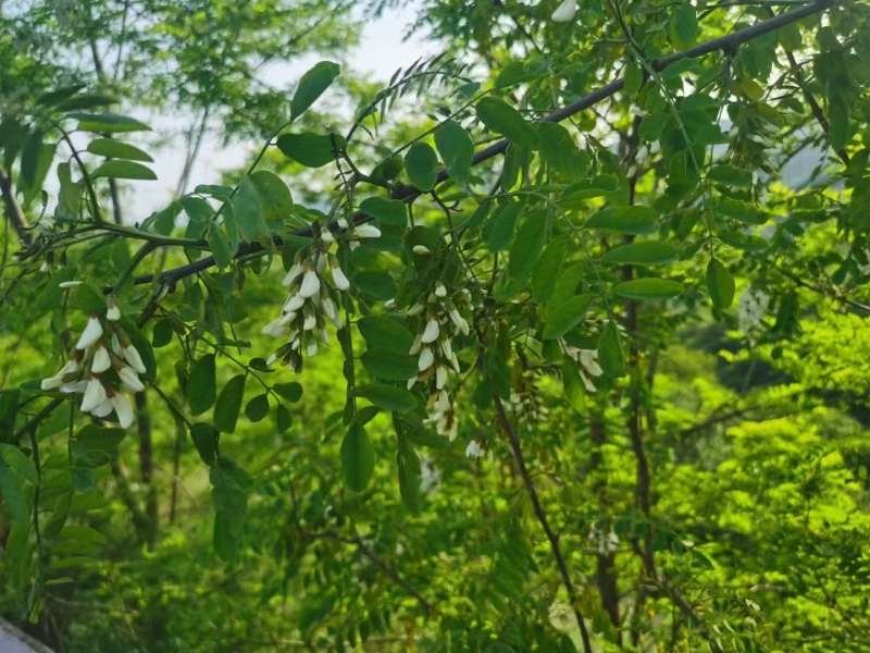 新鲜槐花端午节供应/一手货源品质保证/量大从优全国发货