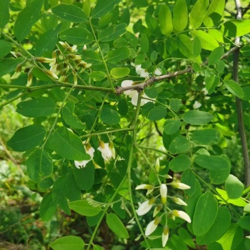 新鲜槐花端午节供应/一手货源品质保证/量大从优全国发货