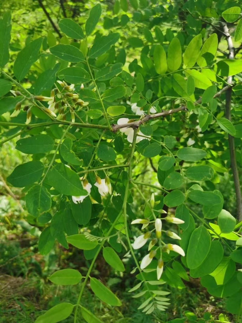 新鲜槐花端午节供应/一手货源品质保证/量大从优全国发货