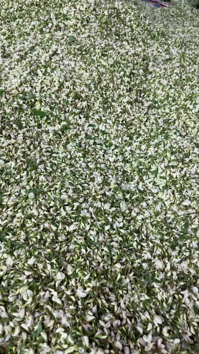新鲜槐花端午节供应/一手货源品质保证/量大从优全国发货