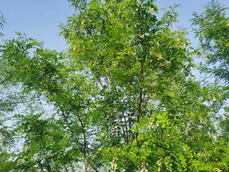 新鲜槐花端午节供应/一手货源品质保证/量大从优全国发货