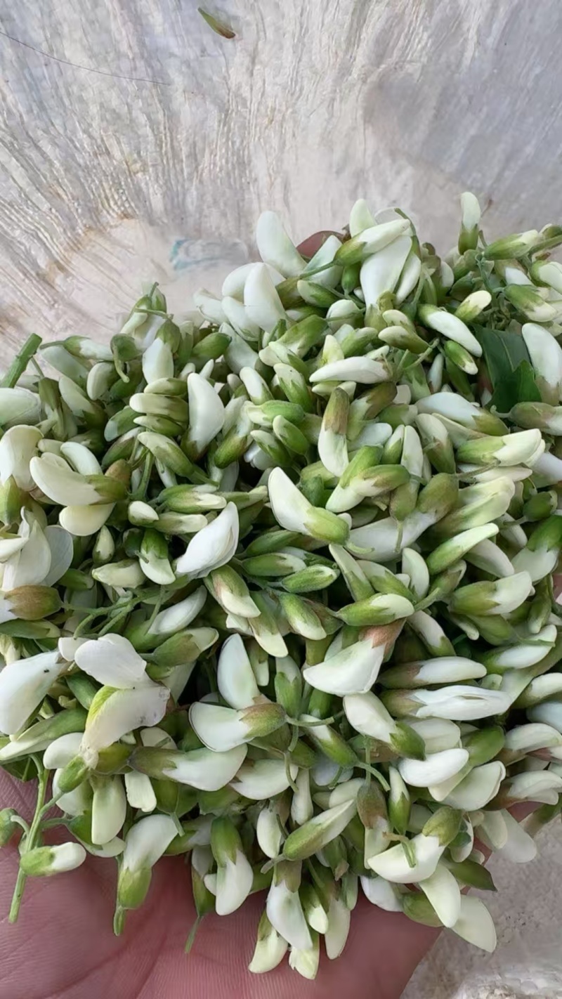 新鲜槐花端午节供应/一手货源品质保证/量大从优全国发货