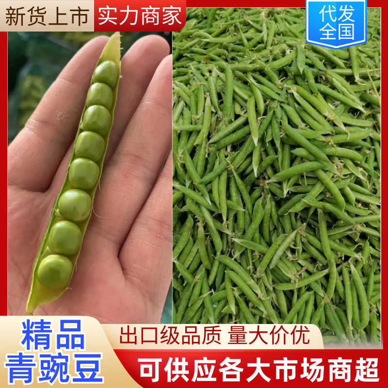 【精品青豌豆】出口级质量保证长寿仁中豌系列量大优惠