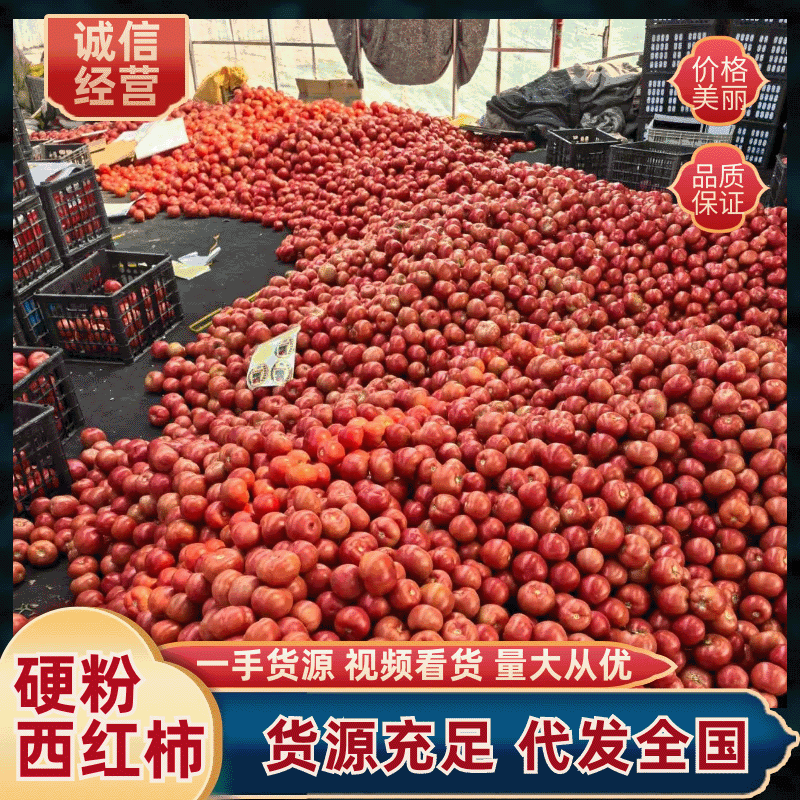 【实力供货】精品西红柿硬粉西红柿产地直发欢迎来电咨询
