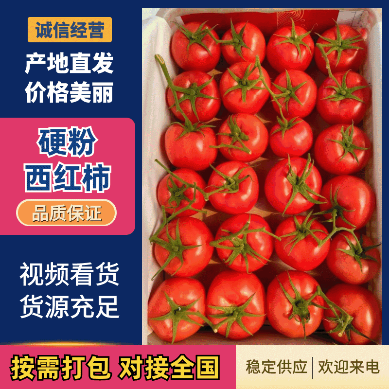【实力供货】精品西红柿硬粉西红柿产地直发欢迎来电咨询