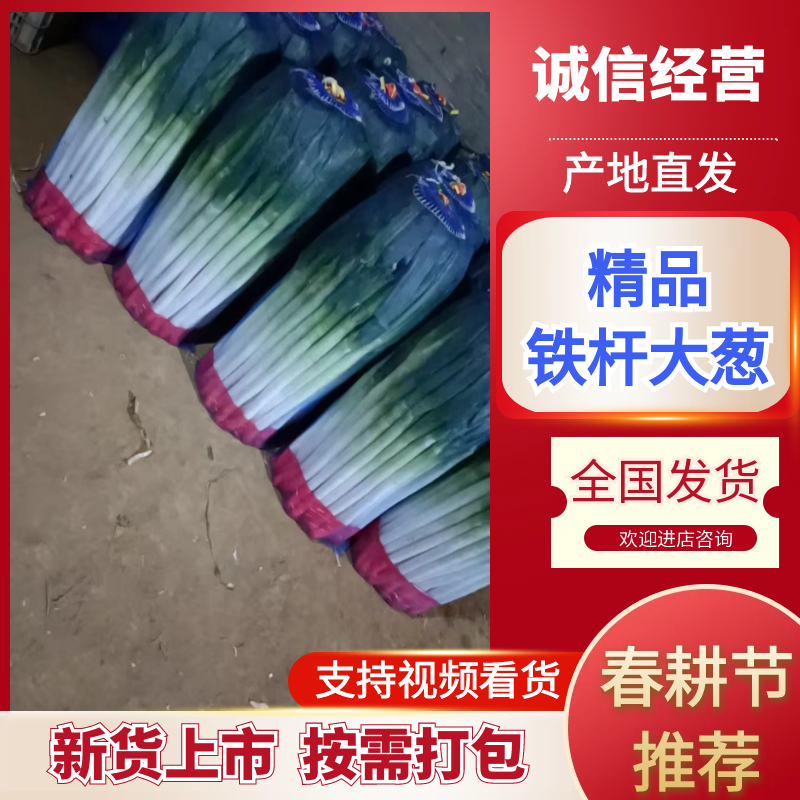 精品大葱毛葱净葱量大从优质量保证诚信经营欢迎咨询