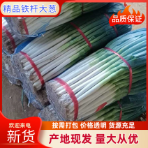 精品大葱净葱/毛葱货源充足量大从优对接全国产地发货