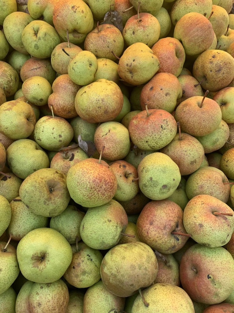 梨-深加原料-果汁/罐头/果酒/深加工原料(万亩主产区)