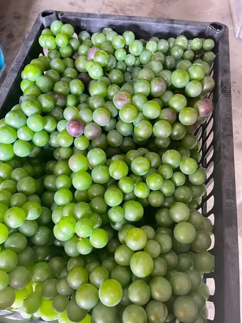 青/绿/紫葡萄-深加工原料-罐头/果汁/果脯/果酒-原料