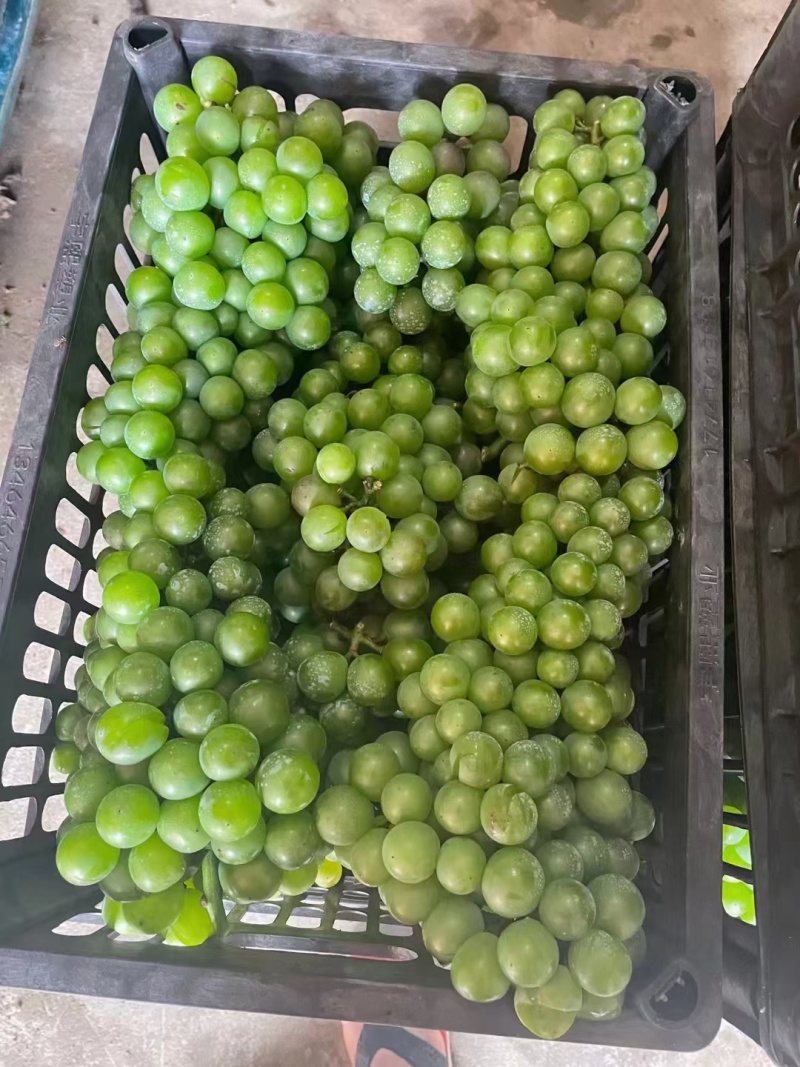 青/绿/紫葡萄-深加工原料-罐头/果汁/果脯/果酒-原料