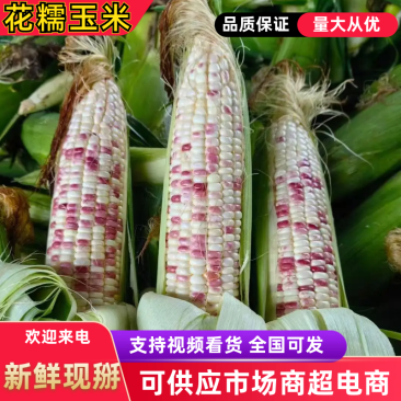 芜湖万亩基地精品花玉米品质好口感好一手货源………………
