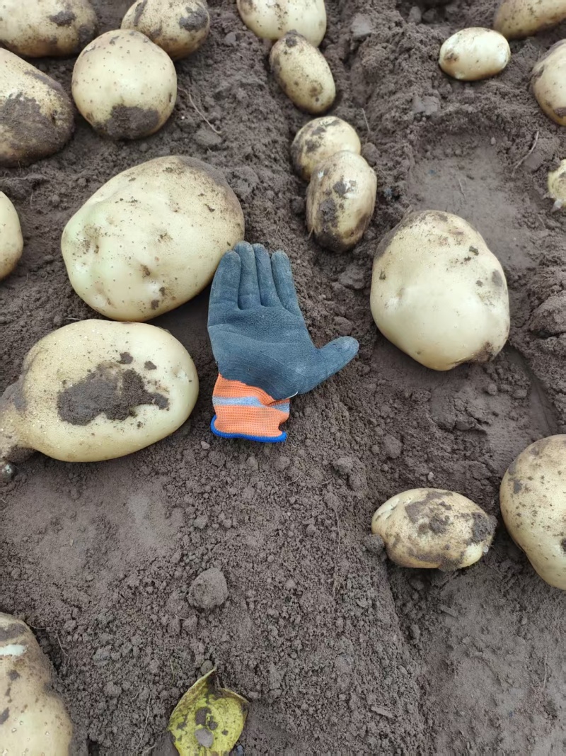 土豆河北土豆大量供应规格齐全供应市场电商商超