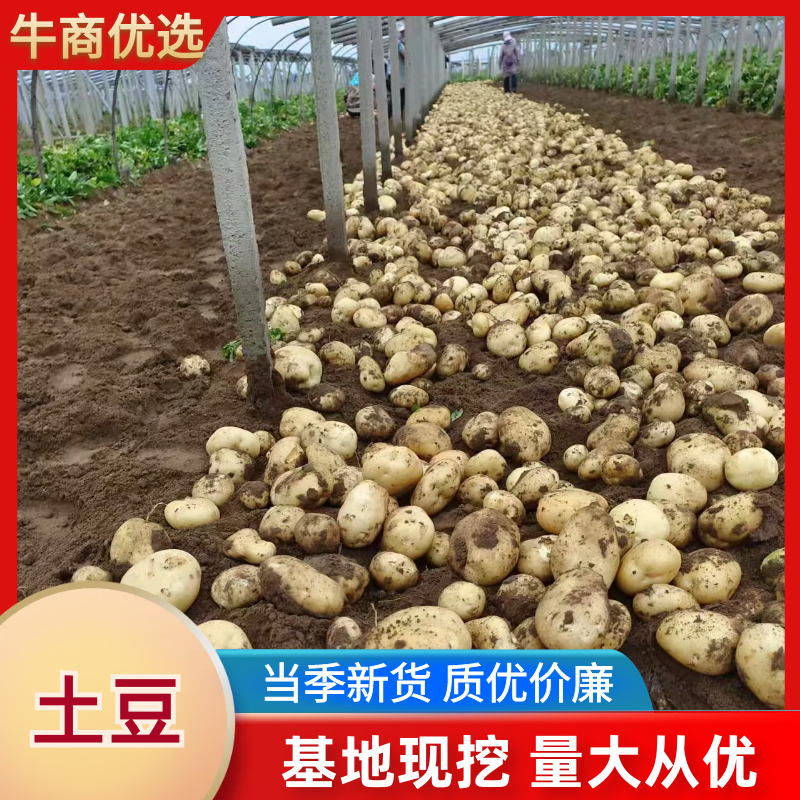 土豆河北土豆大量供应规格齐全供应市场电商商超