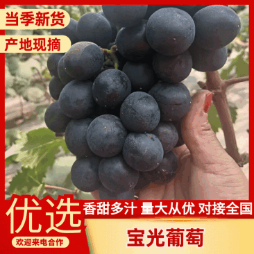宝光葡萄产地现摘现发品质保证价格优惠欢迎来电