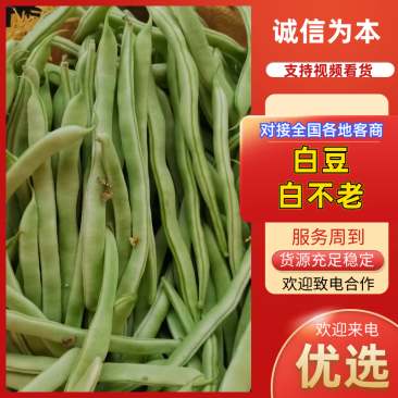 芸豆山东白不老白豆角产地直供对接市场电商商超