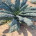 皱叶菜种子进口皱叶型羽衣甘蓝种子保正品发芽率高