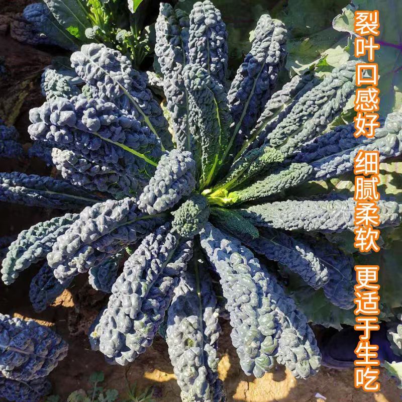 皱叶菜种子进口皱叶型羽衣甘蓝种子保正品发芽率高