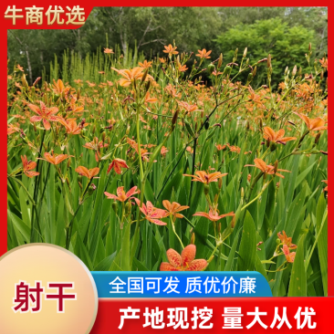 优质射干苗基地直供品质保障现货速发包技术包回收