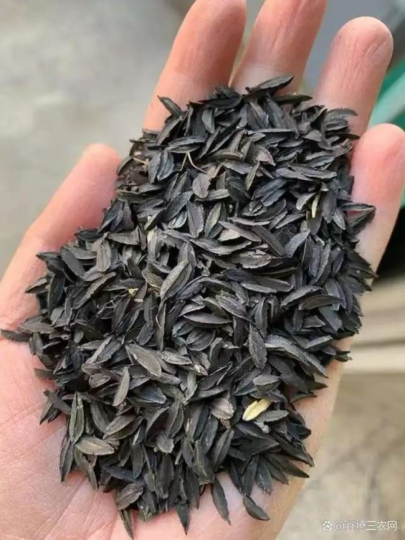 纯新知母种子基地一手货源出芽率高包技术指导