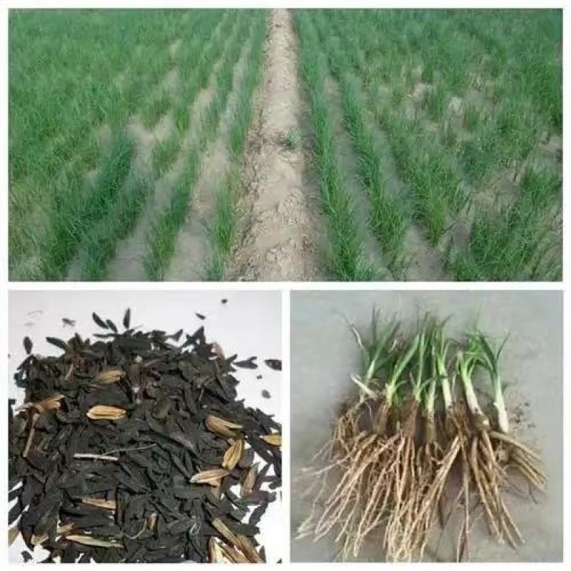 纯新知母种子基地一手货源出芽率高包技术指导