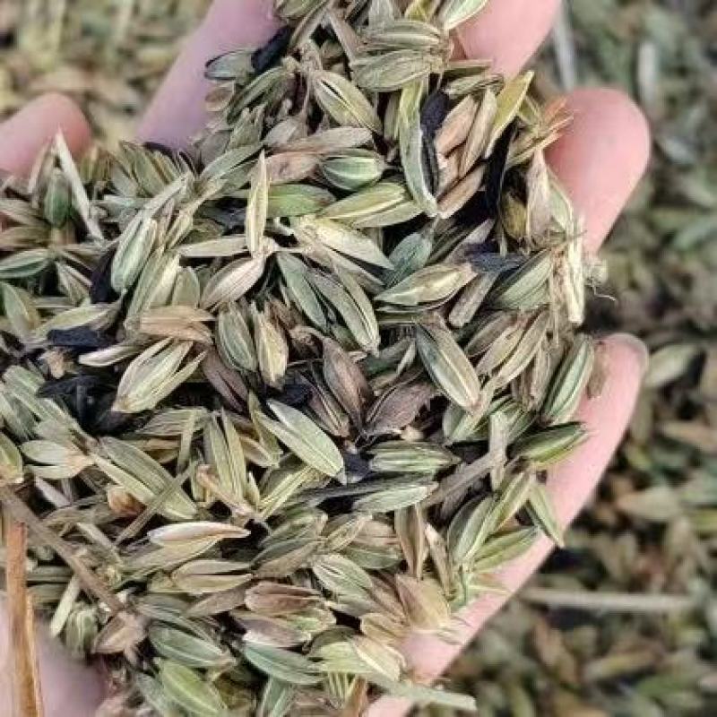 纯新知母种子基地一手货源出芽率高包技术指导