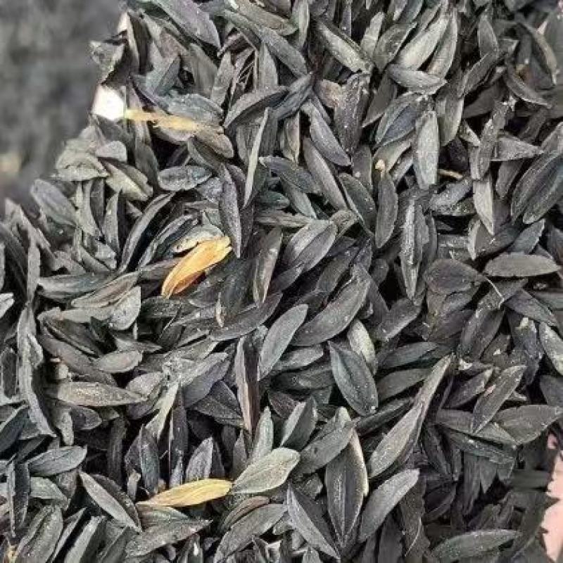 纯新知母种子基地一手货源出芽率高包技术指导