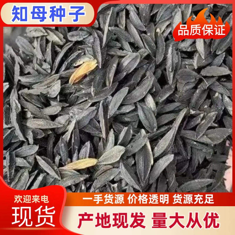 纯新知母种子基地一手货源出芽率高包技术指导