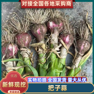 河南大蒜把子蒜对接电商市场商超一手货源可视频