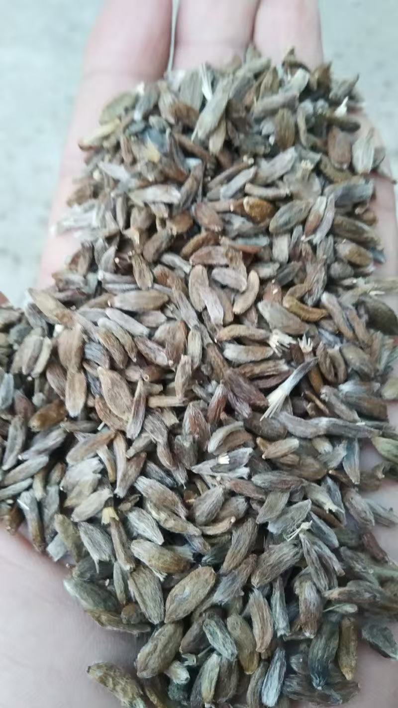 纯新白术种子基地直供出芽率高品质保证包技术包回收