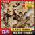 纯新白术种子基地直供出芽率高品质保证包技术包回收