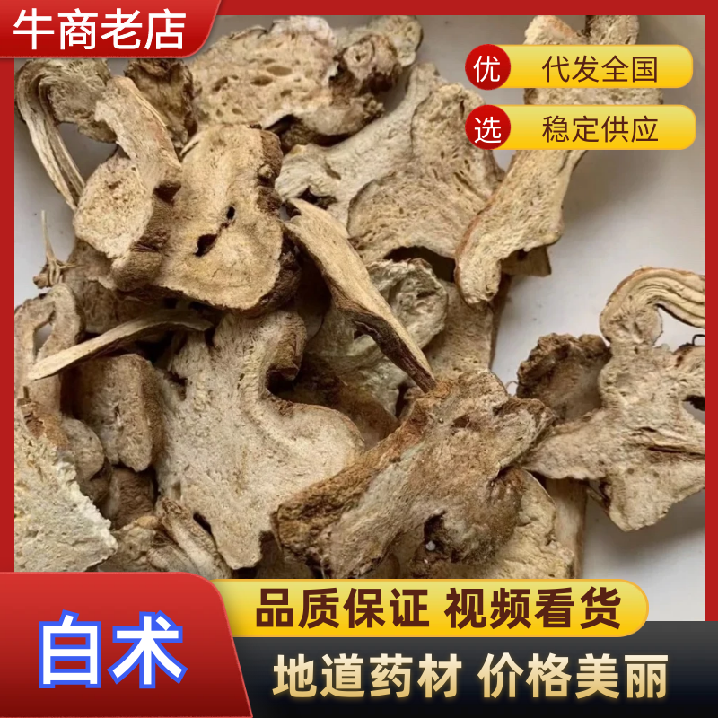 纯新白术种子基地直供出芽率高品质保证包技术包回收