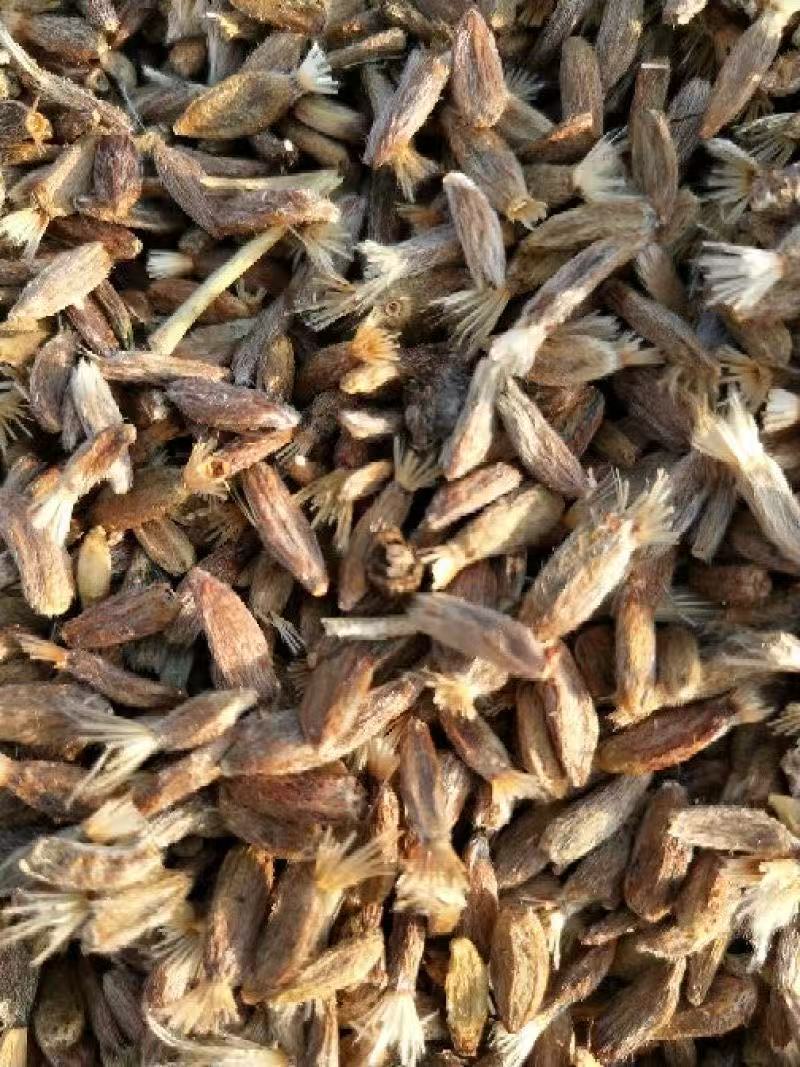 纯新白术种子基地直供出芽率高品质保证包技术包回收