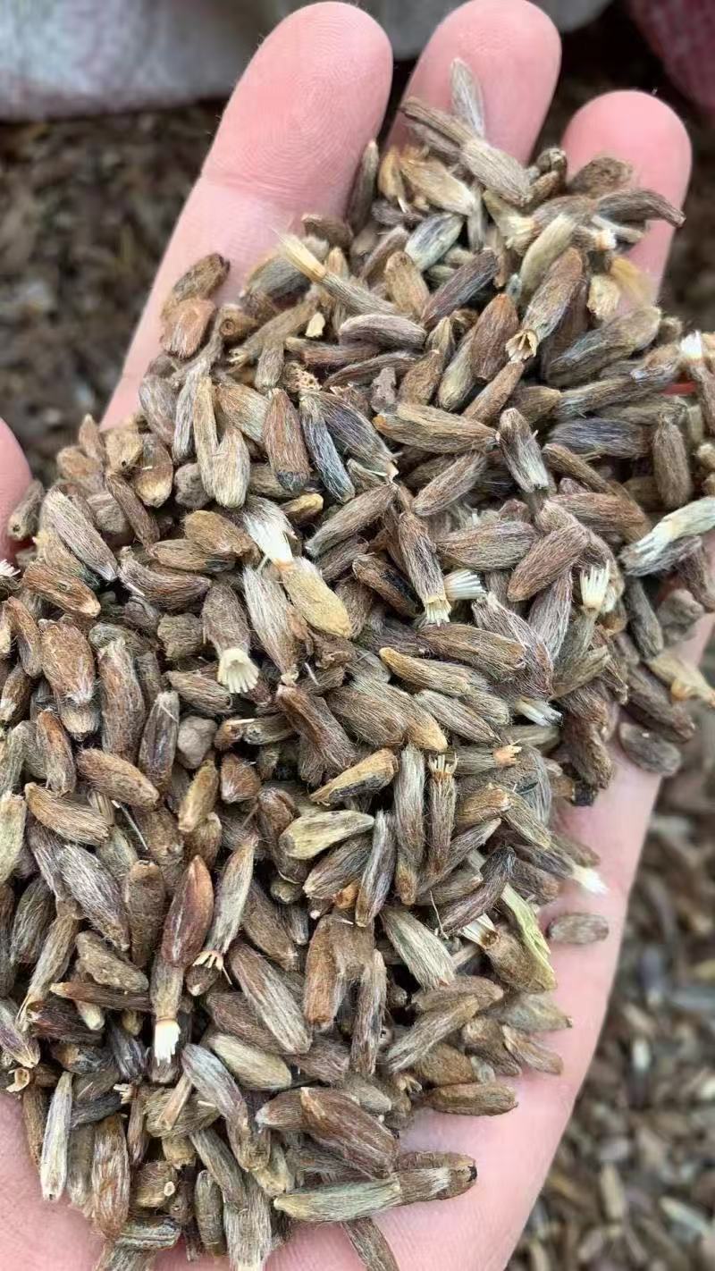 纯新白术种子基地直供出芽率高品质保证包技术包回收