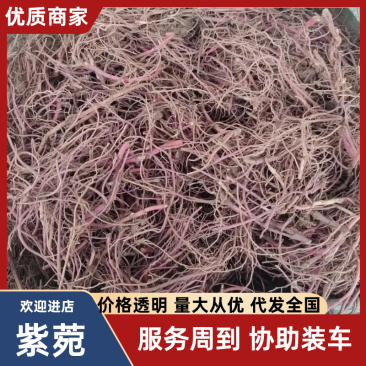 优质紫菀芽无草品种基地直发包成活率包技术指导