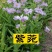 优质紫菀芽无草品种基地直发包成活率包技术指导