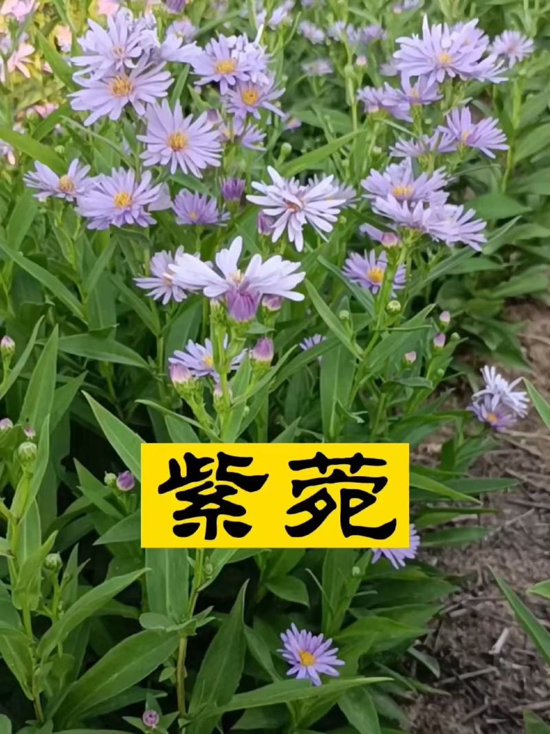 优质紫菀芽无草品种基地直发包成活率包技术指导