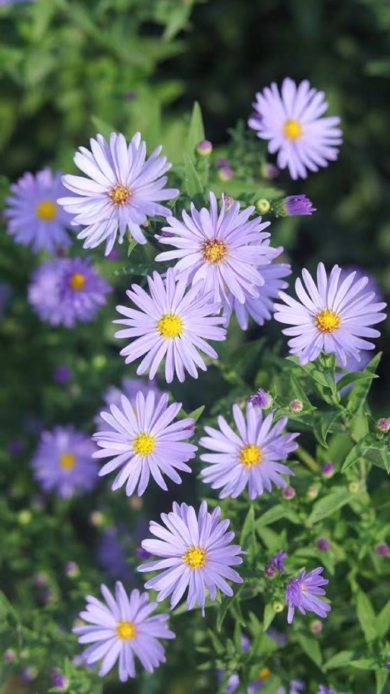 优质紫菀芽无草品种基地直发包成活率包技术指导