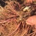 优质紫菀芽无草品种基地直发包成活率包技术指导