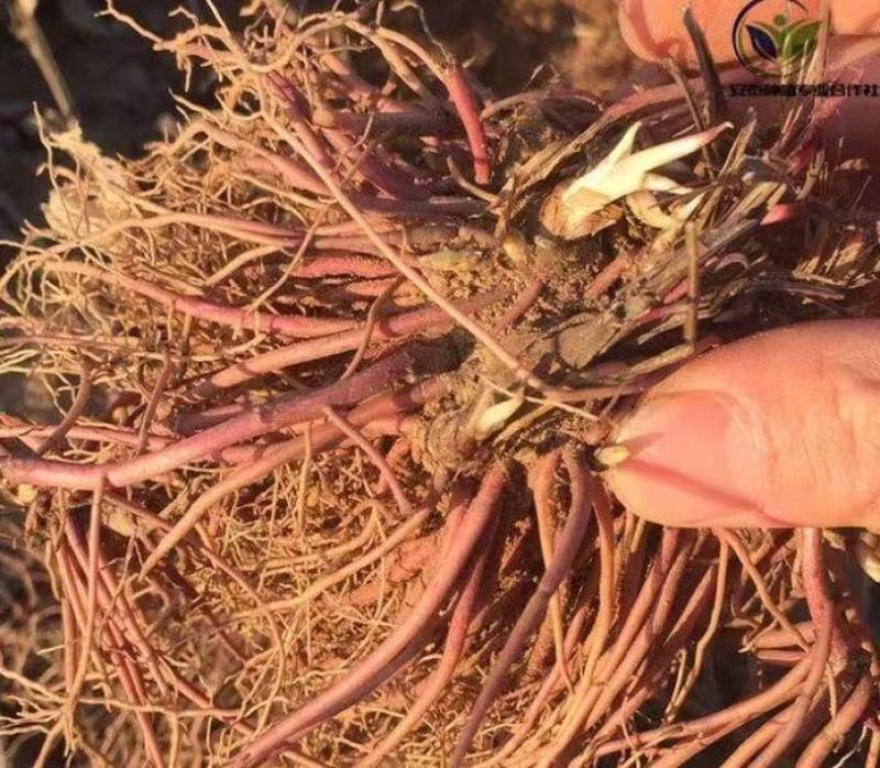 优质紫菀芽无草品种基地直发包成活率包技术指导