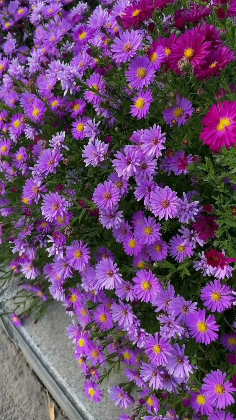 优质紫菀芽无草品种基地直发包成活率包技术指导
