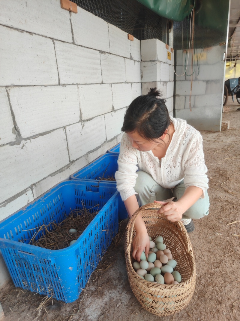 土鸡蛋南昌鸡蛋养殖基地直发品质保证对接全国