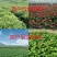 {实力}优质纯蚯蚓粪营养土/蚯蚓肥/种植土厂家直发