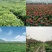 {实力}优质纯蚯蚓粪营养土/蚯蚓肥/种植土厂家直发