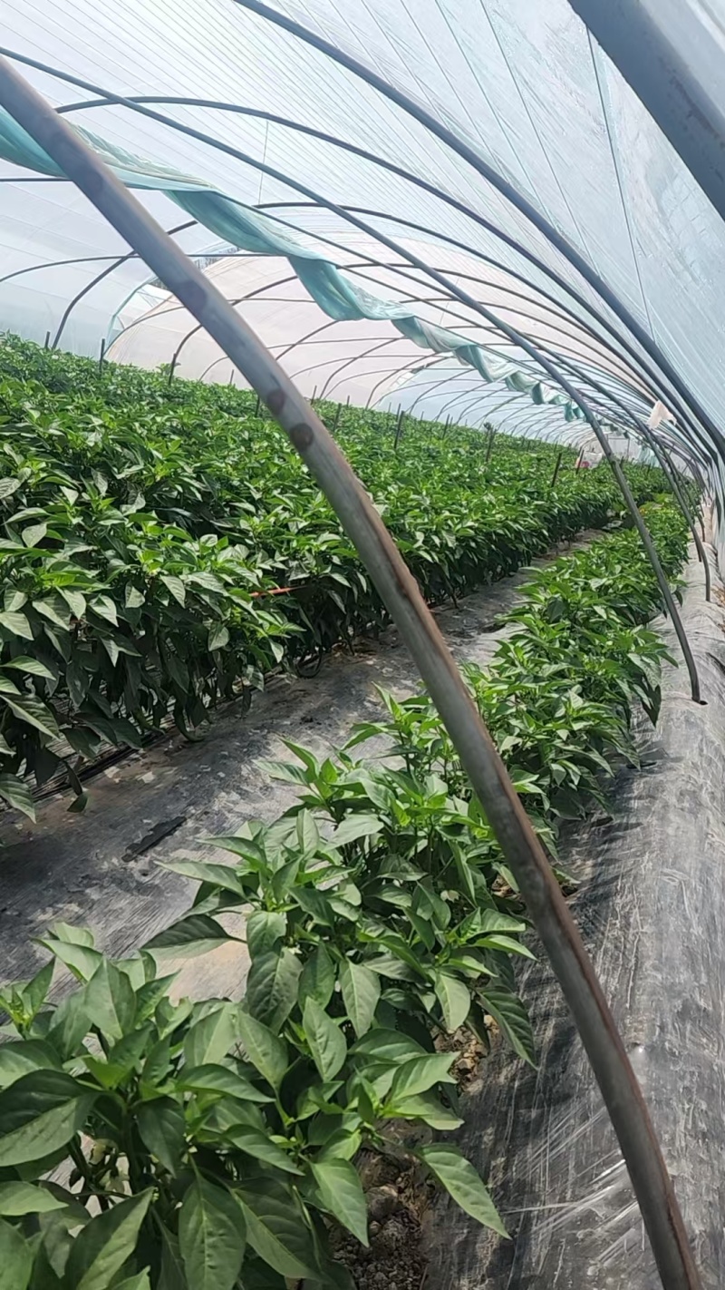 鮮辣椒螺丝椒量大质优产地直销价格优惠欢迎咨询采购