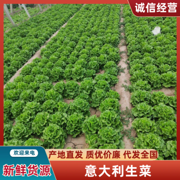 意大利生菜产地直发，可市场商超电商，支持任何规格货源充足