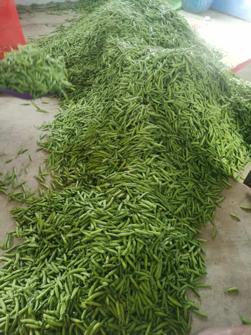 精品豌豆中豌9号双花十一长寿仁双十二产地直发货源充足