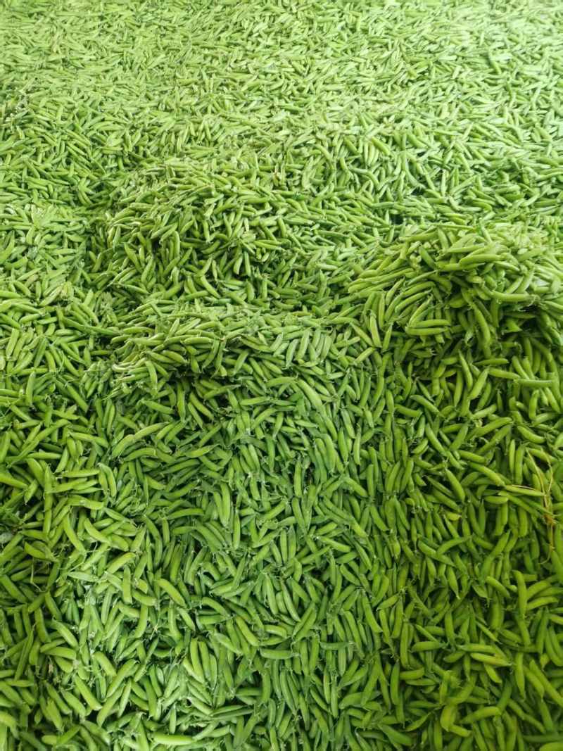 精品豌豆中豌9号双花十一长寿仁双十二产地直发货源充足